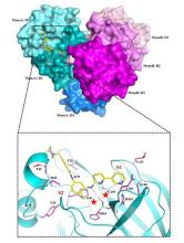 Deconstructing the Infectious Machinery of SARS-CoV-2