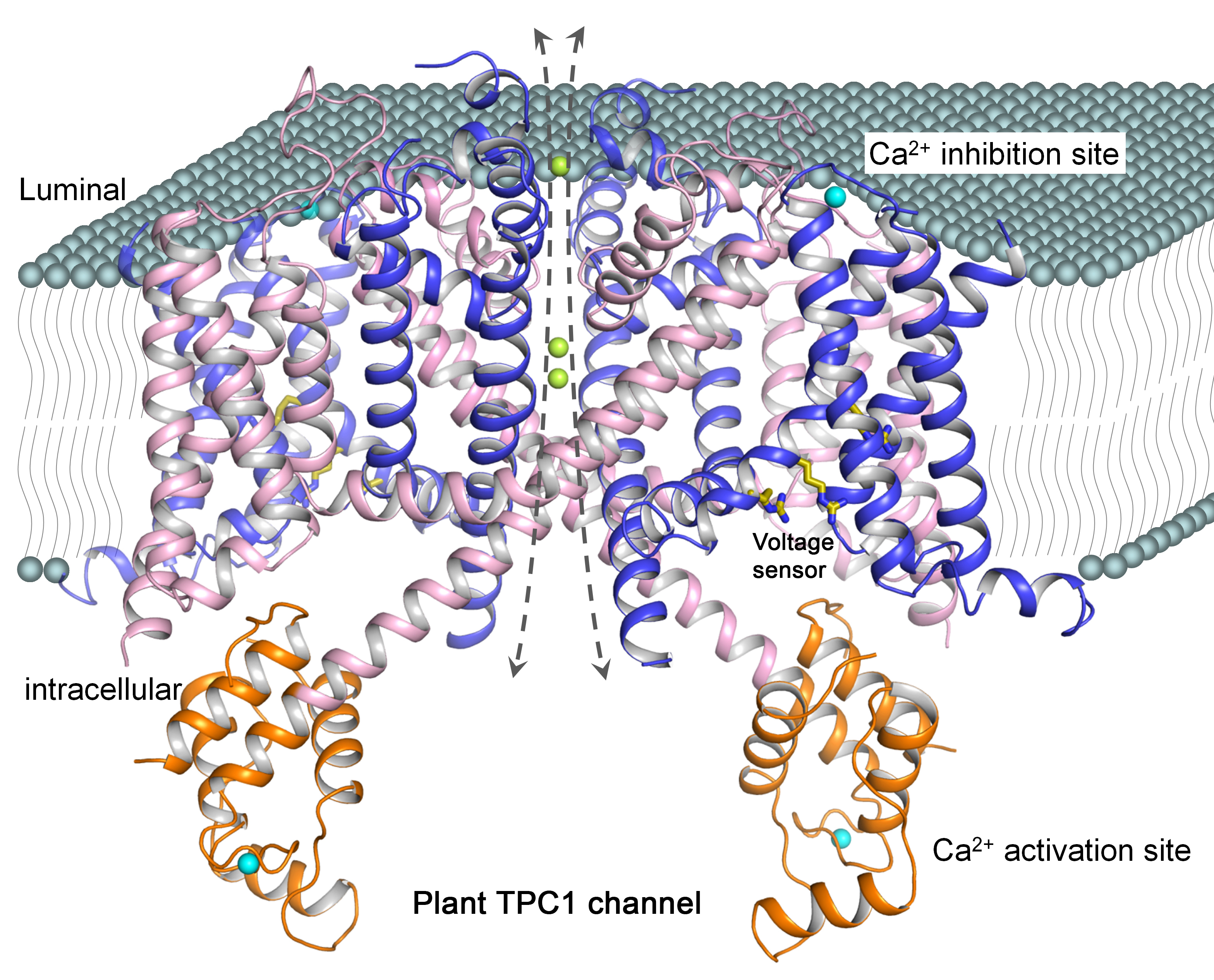 New Insights into the Mechanisms Underlying Lysosomal Disease and Ebola Infection