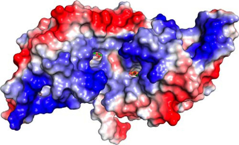 Two protein studies discover molecular secrets to recycling carbon and healing cells