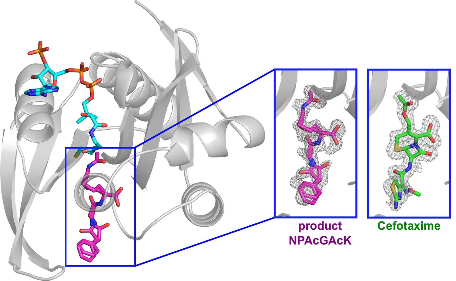 Solving the catalytic pathway of antibiotic resistance