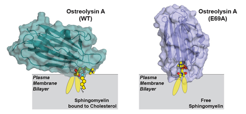 How Essential Membrane Lipids Interact to Regulate Cellular Processes