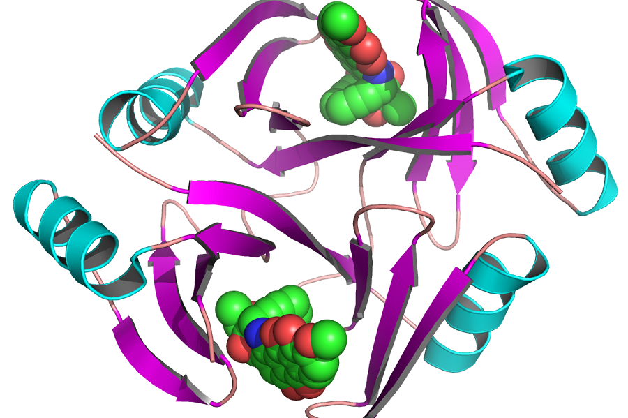 Potent bacteria