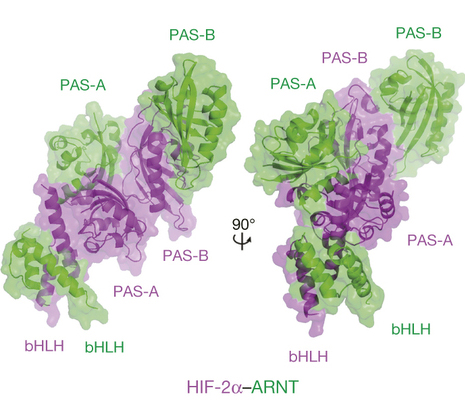 The Structure of a Protein Important for Tumor Growth