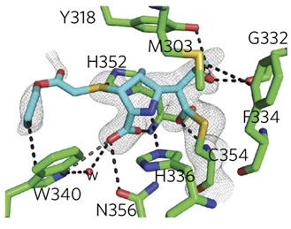 Targeting a New Enzyme to Advance the Treatment of Tuberculosis