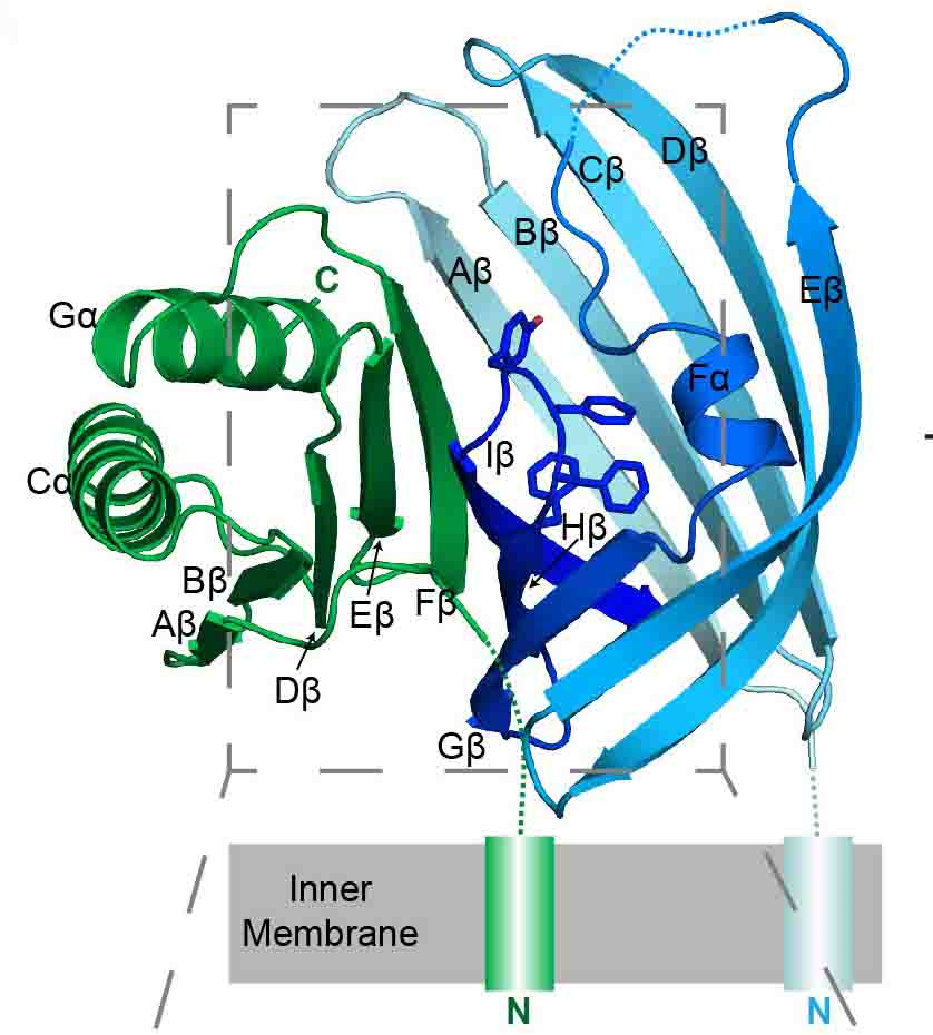 A Sensing Mechanism in a Food Poisoning Bug