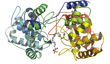 The “Missing Evolutionary Link” of a Widely Used Natural Drug Source