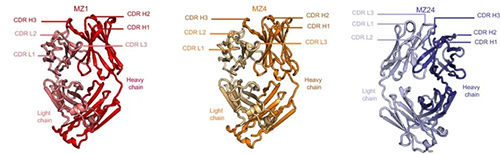 Army-developed Vaccine Induces Potent Zika and Dengue Cross-neutralizing Antibodies