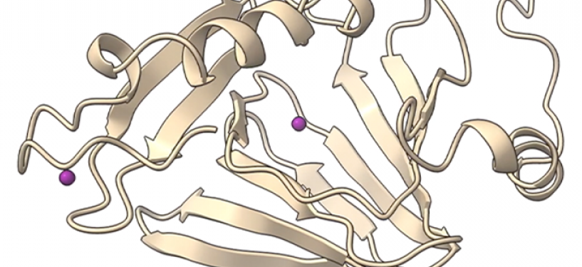 Chemistry experts discover how key enzyme in amino acid metabolism works