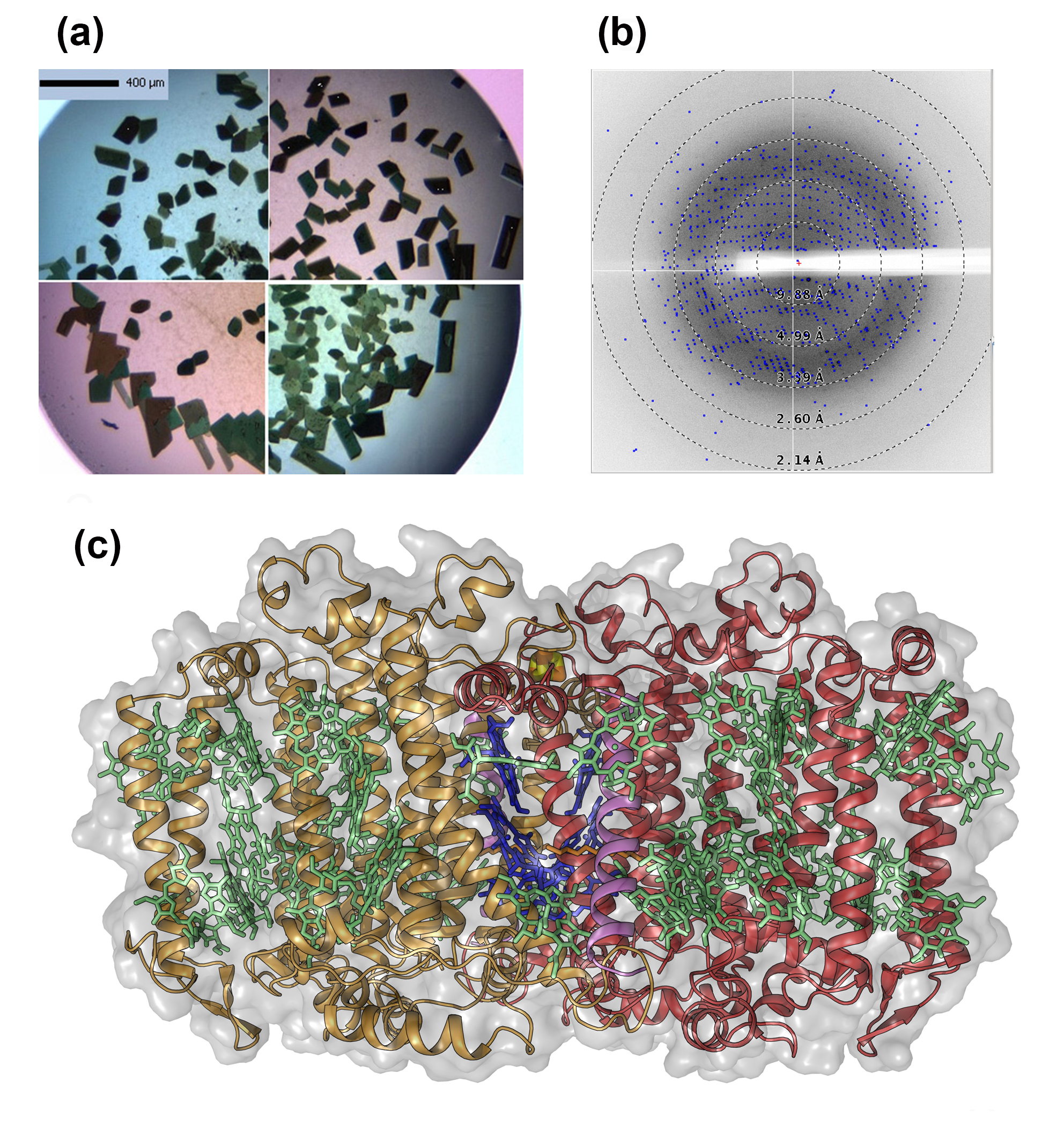 The Origins of Photosynthesis in a Sun-Loving Bacteria