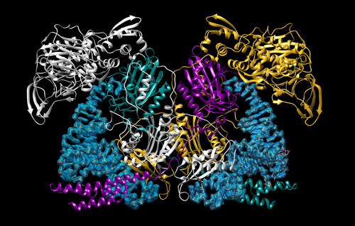 Essential Enzyme for Fighting Tuberculosis