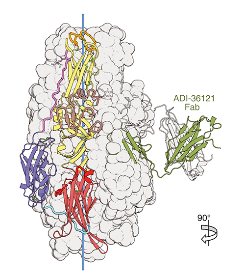 Potentially Ground-Breaking Vaccines, Therapeutics for Crimean-Congo Hemorrhagic Virus