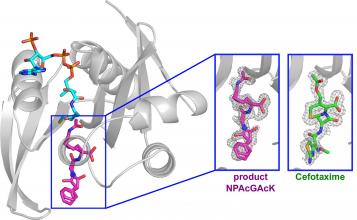 Solving the catalytic pathway of antibiotic resistance