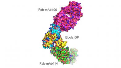 Research at Argonne’s Advanced Photon Source Leads to New Ebola Drug