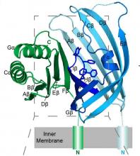 Determining the 3-D Atomic Structure of a Cholesterol Transporter
