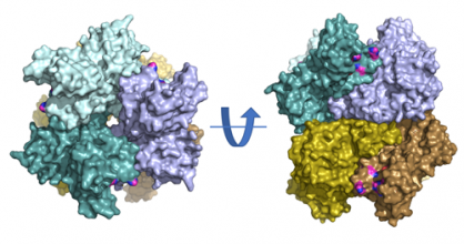New Coronavirus Protein Reveals Drug Target