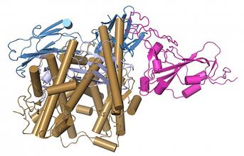 Mapping the Structure of a Potent Antibody against the Coronavirus