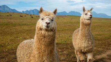 Why the lovable llama might be a secret weapon against COVID-19