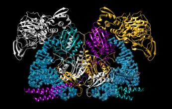 Essential Enzyme for Fighting Tuberculosis