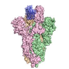 Llama Antibodies Could Block Deadly Coronaviruses from Invading Our Cells