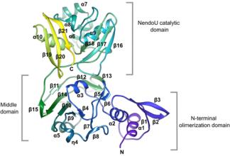 New Structures of SARS-CoV-2 Lead to Improved Understanding of Viral Replication Engine