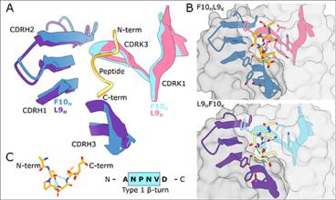New Structures of Malaria Fighting Antibodies Lead to New Options for Vaccine Development